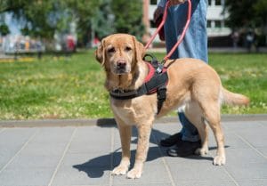 Where Can I Bring My Service Dog In Tennessee?