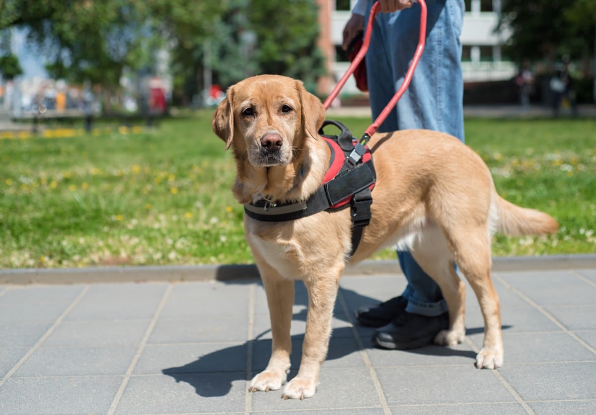 do service dogs have to walk